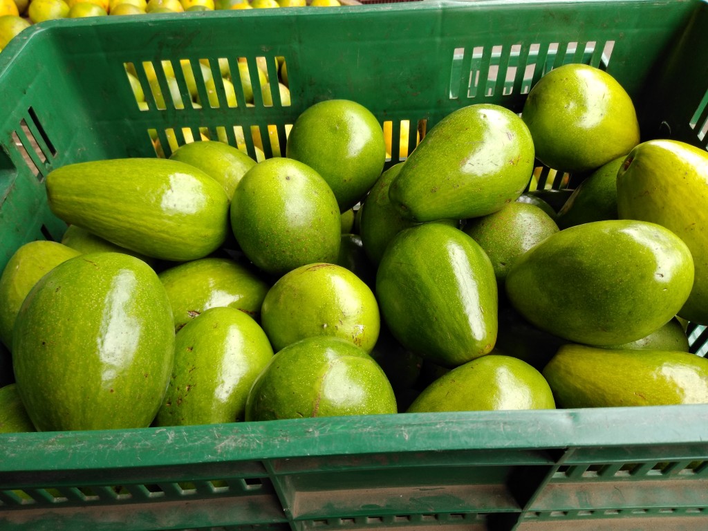 Aguacate papelillo