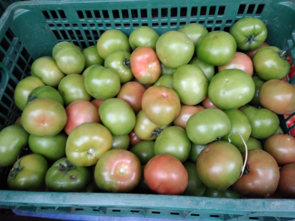 Tomate larga vida