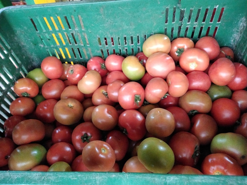 Tomate chonto