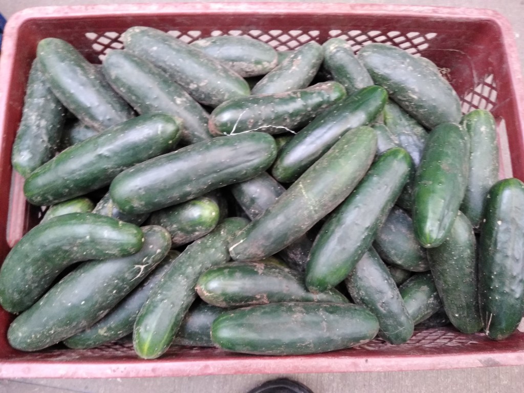 Pepino