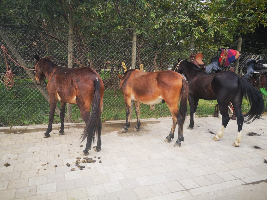Mulas  y caballo de Trabajo