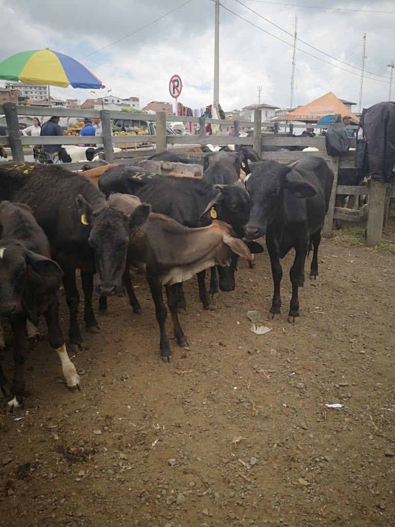 Lote Hembras tipo Leche Holstein Cebú