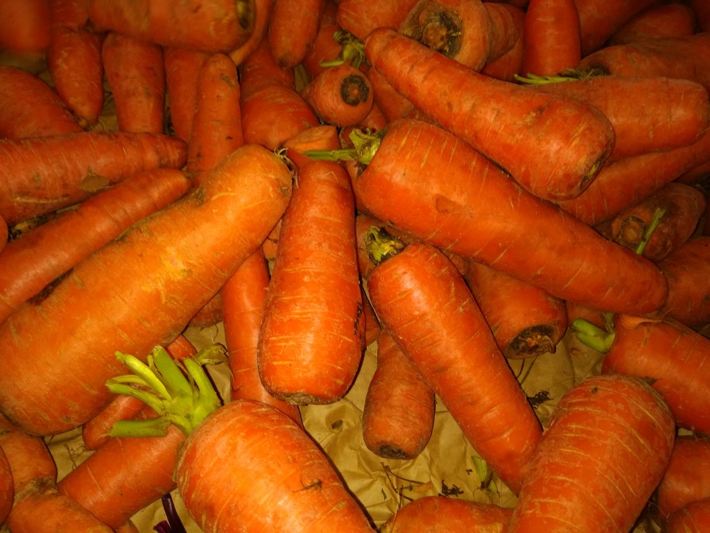 Zanahoria