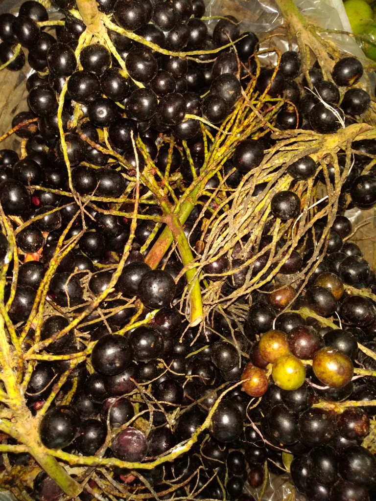 Corozo