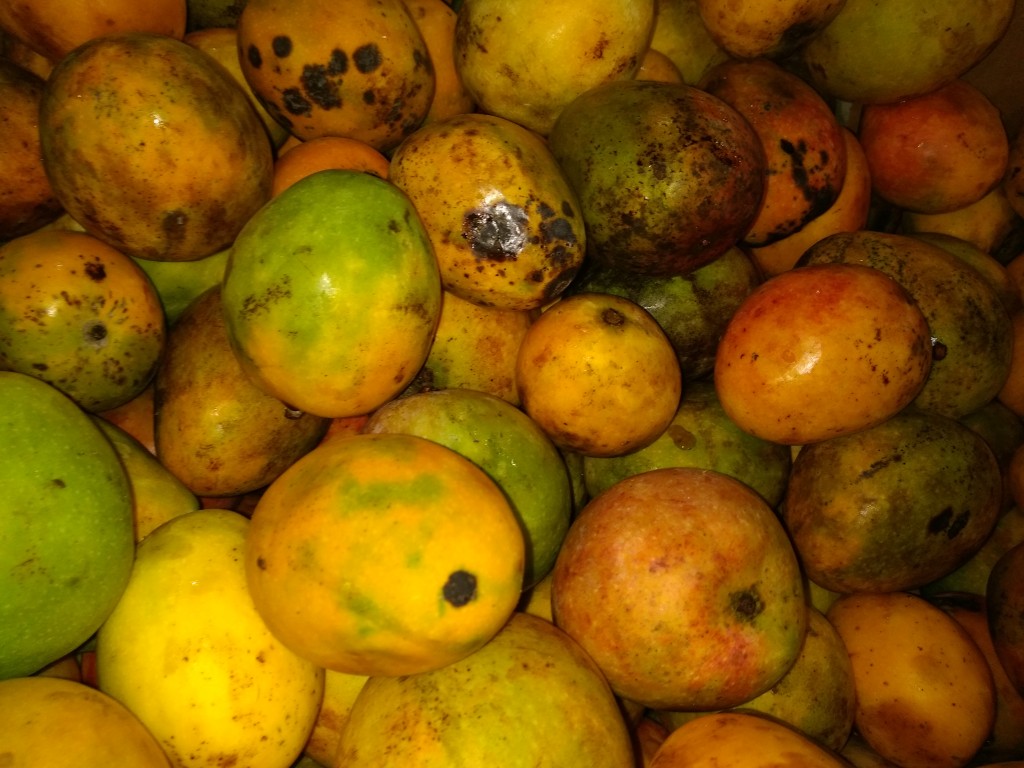 Mango