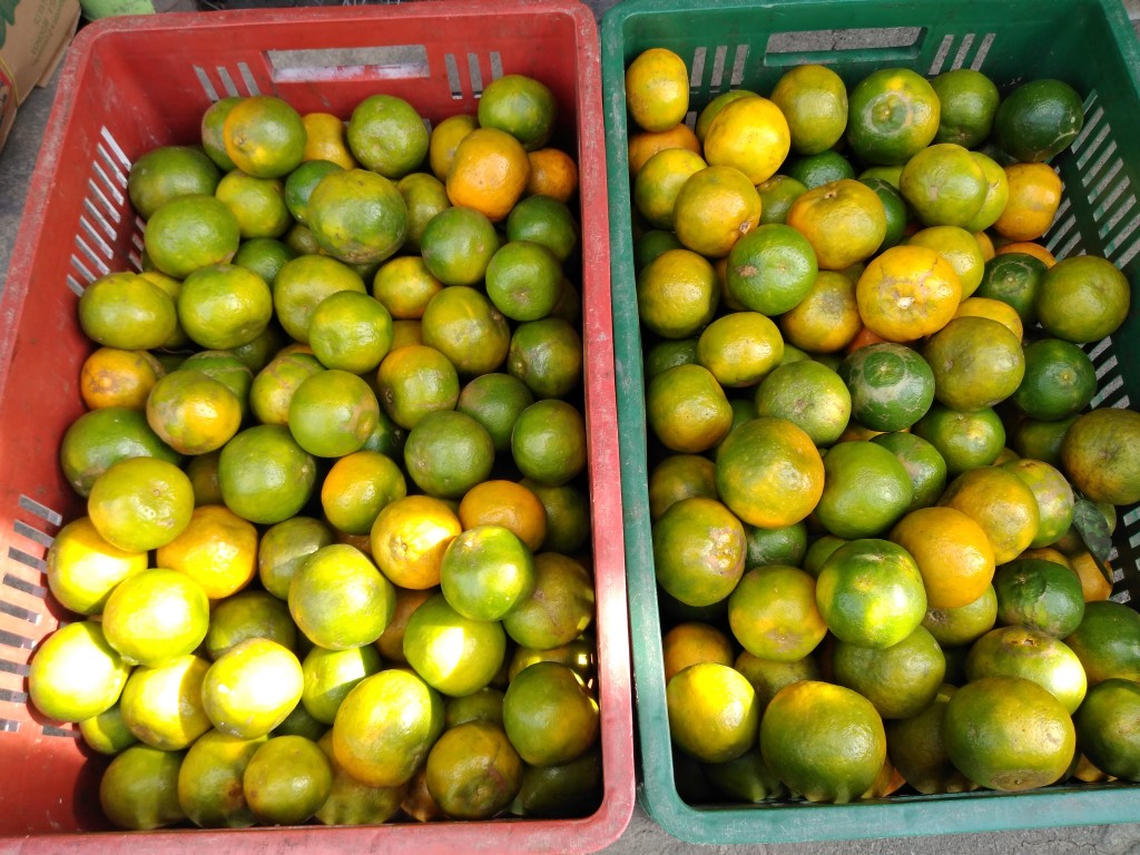 Mandarina oneco