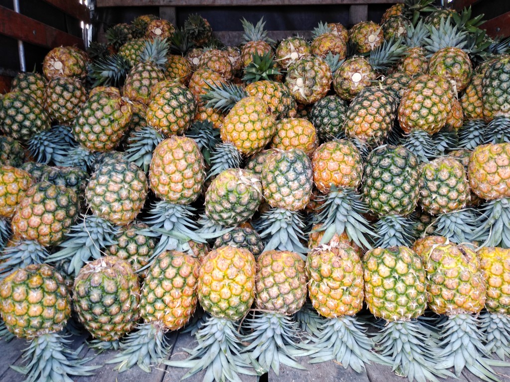 Piña oro miel