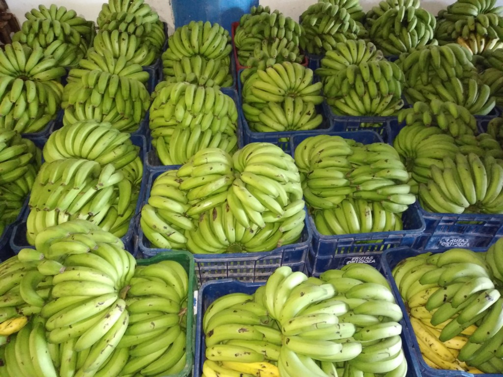 Banano criollo