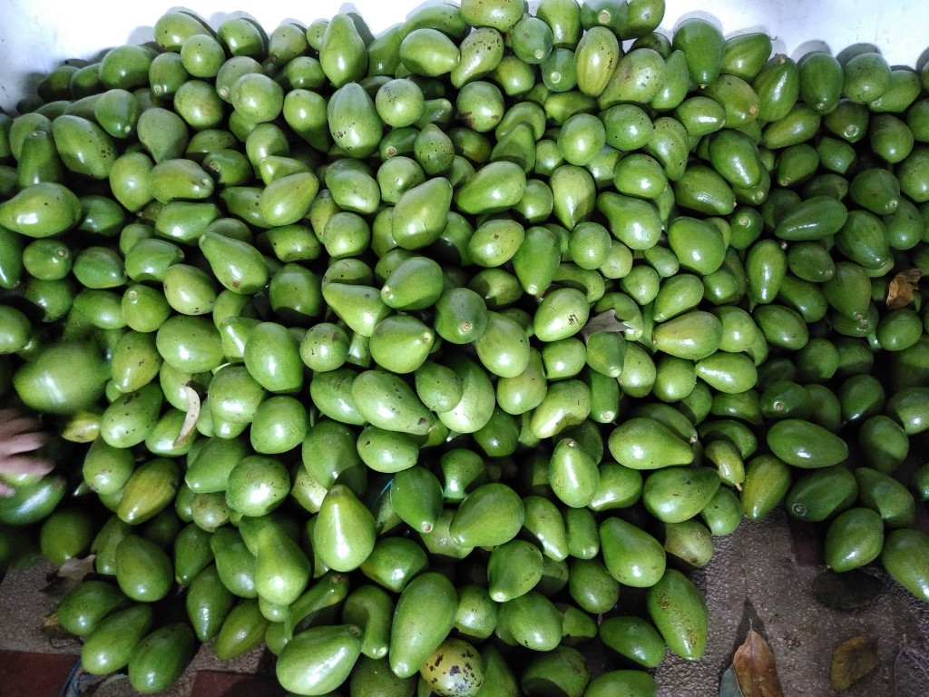 Aguacate papelillo 2da