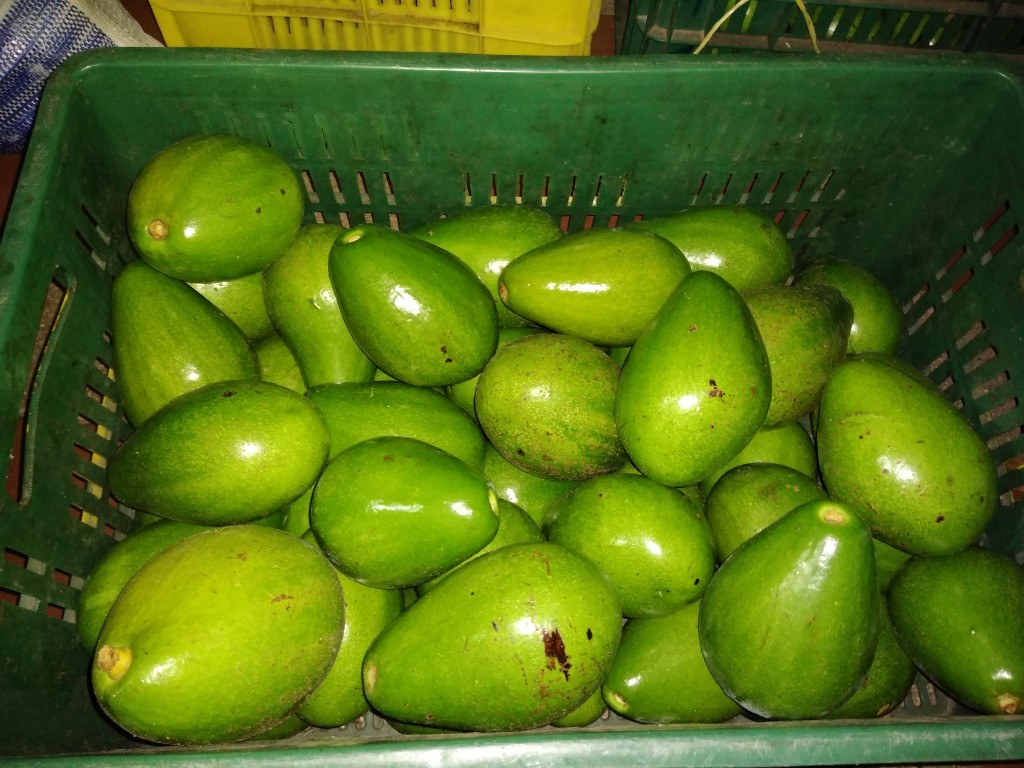 Aguacate papelillo