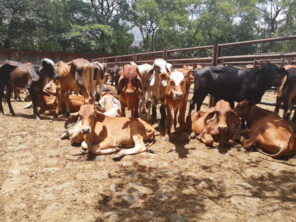 Machos  de Levante /cebú comercial