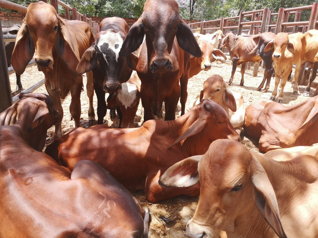 Machos de Levante Cebú rojo