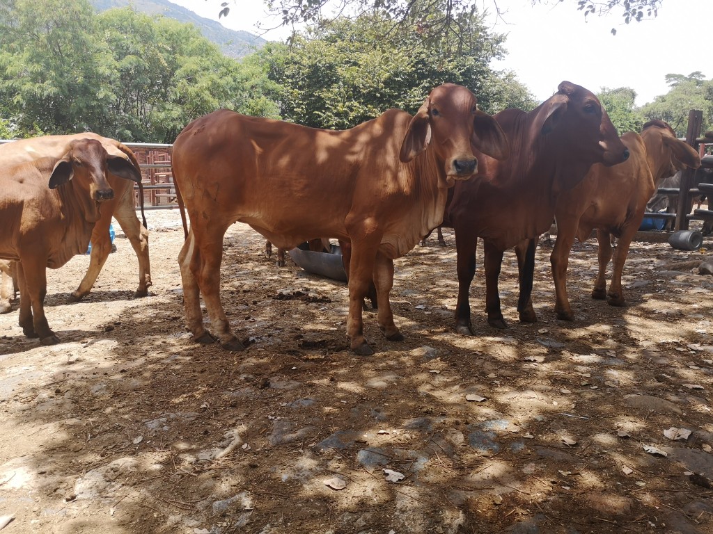 Novillas Brahman Rojo
