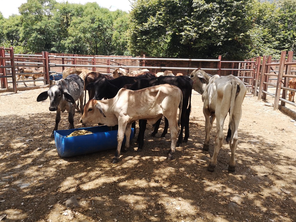 Lote de Terneros y Terneras de levante