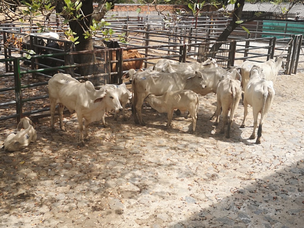 Atados Hembras Cebú Blanco