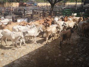 Novillos para ceba