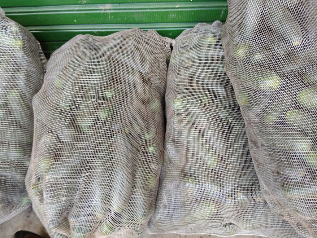 Pepino