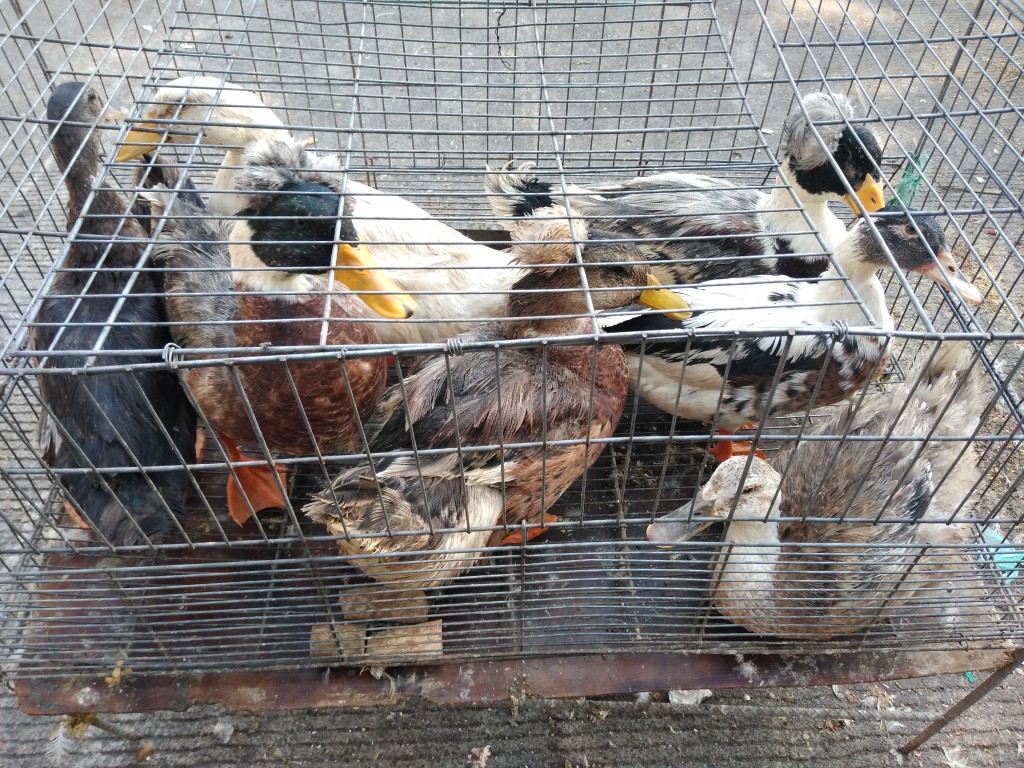 Pato chileno copeton