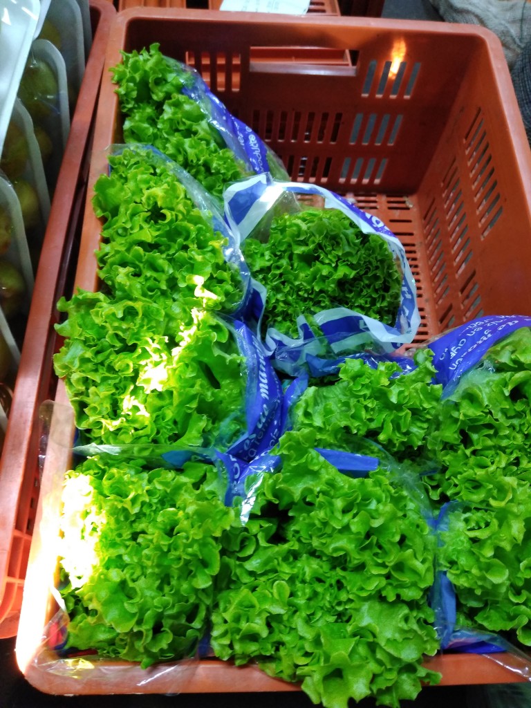 Lechuga crespa hidropónica