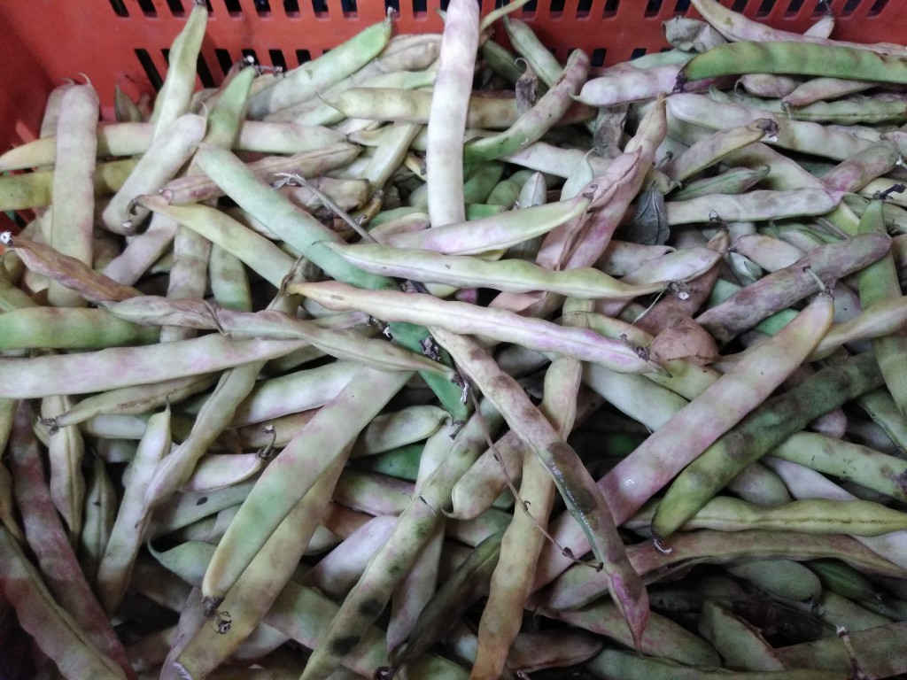 Frijol en vaina