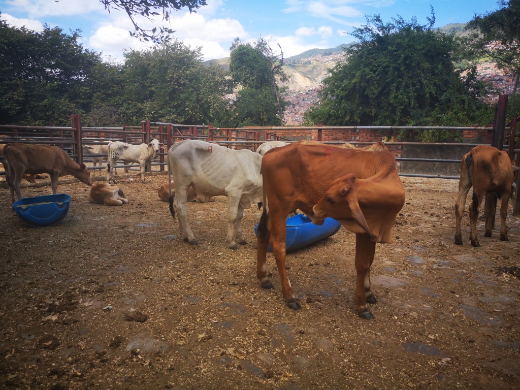 Hembras de Levante 130kg