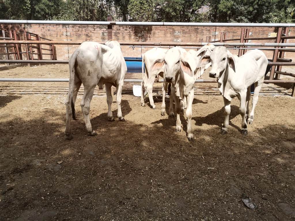 Hembras  de Levante
