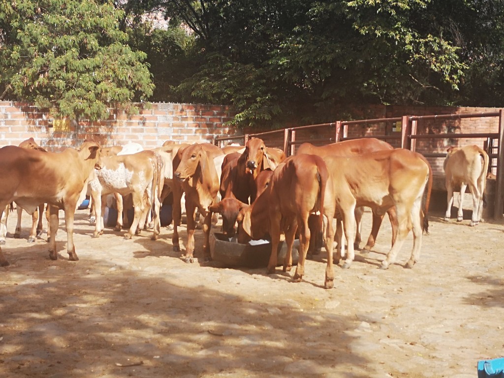 Hembras de Levante