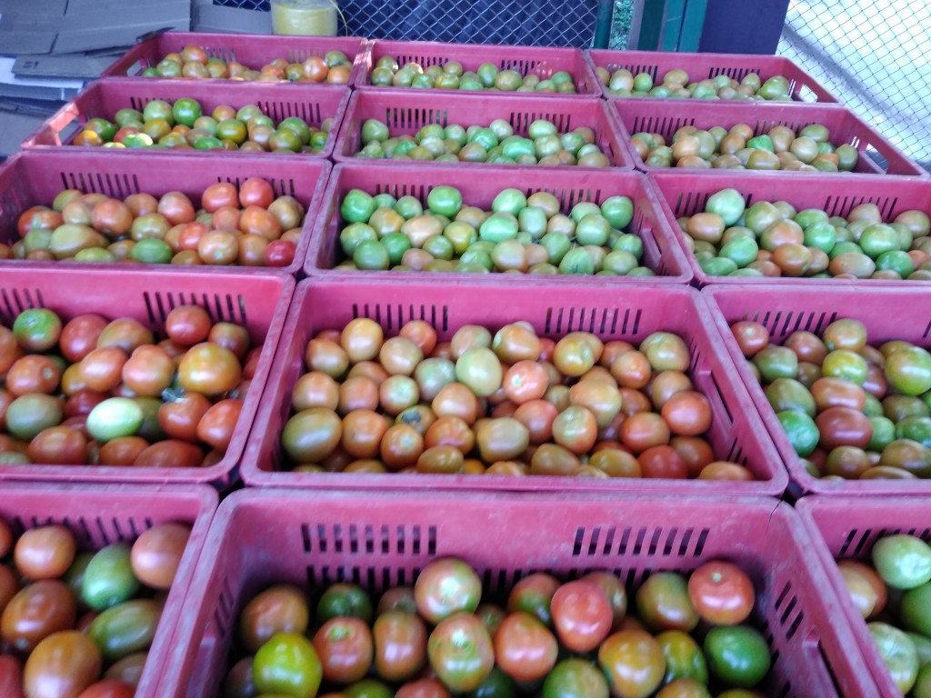 Tomate chonto