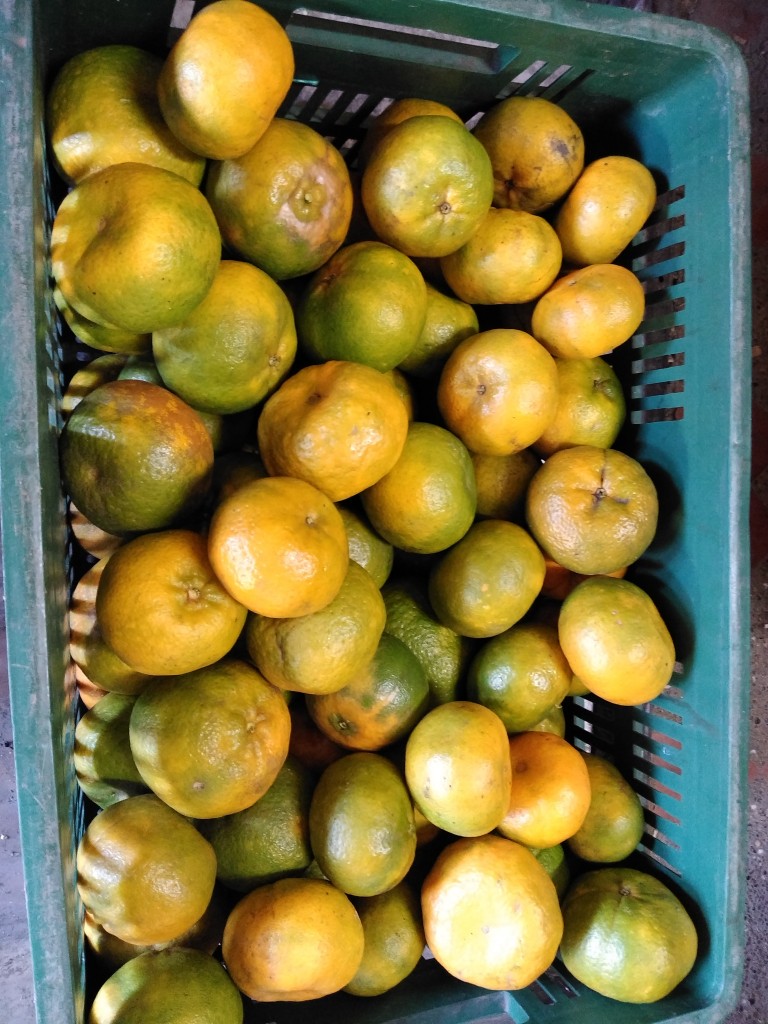 Mandarina oneco