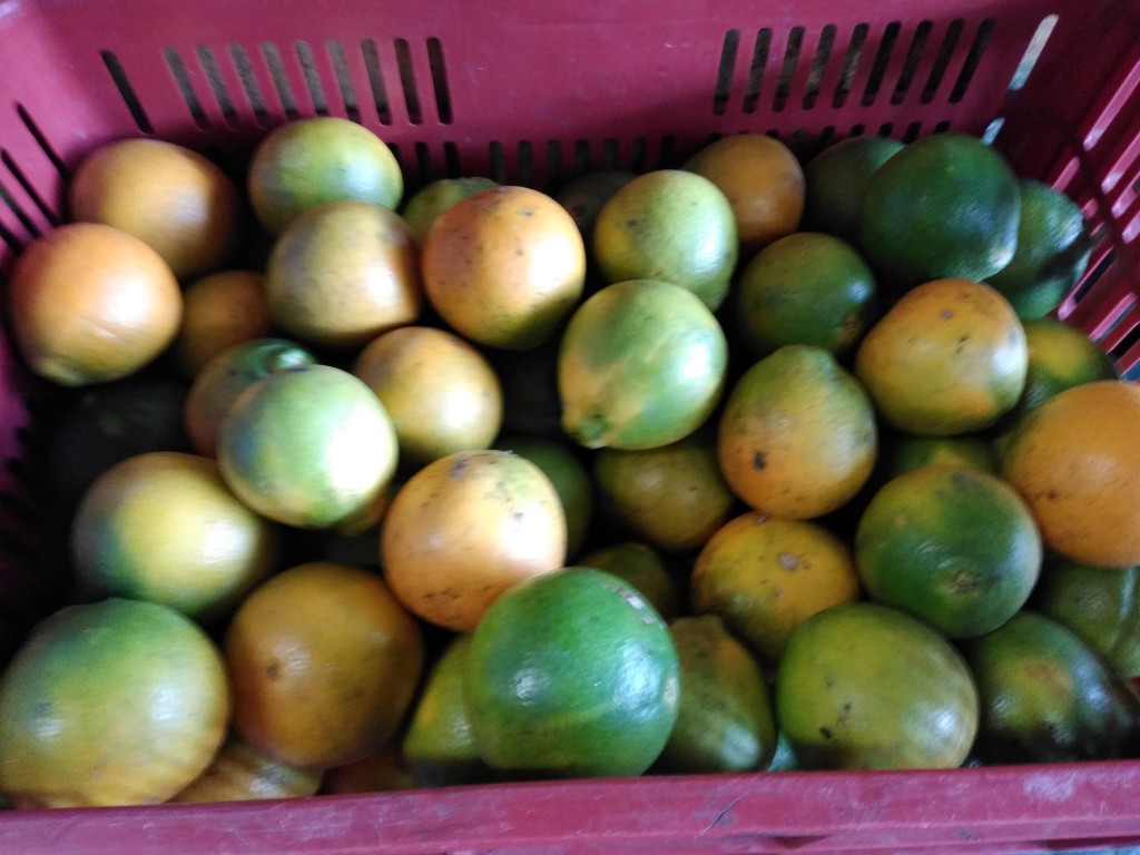 Naranja tangelo