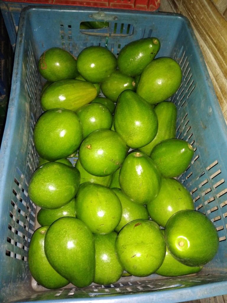 Aguacate papelillo