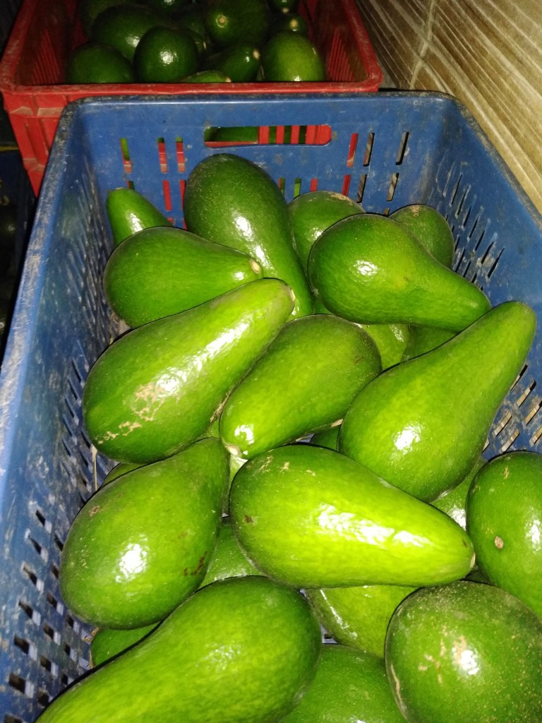 Aguacate Santana
