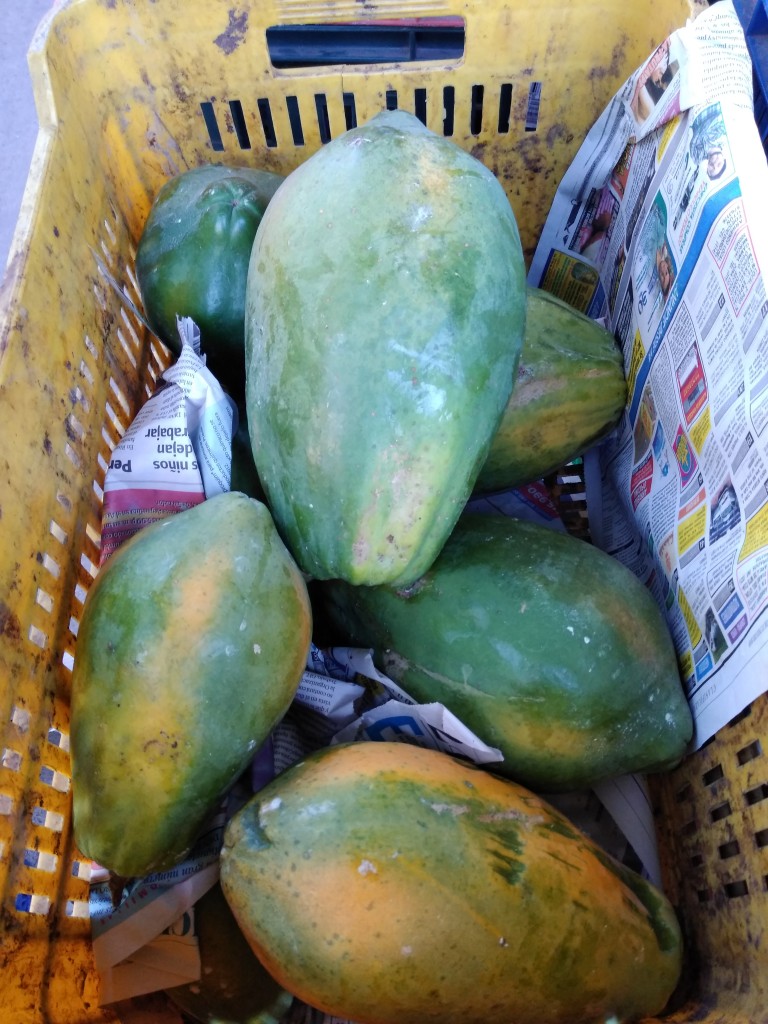 Papaya