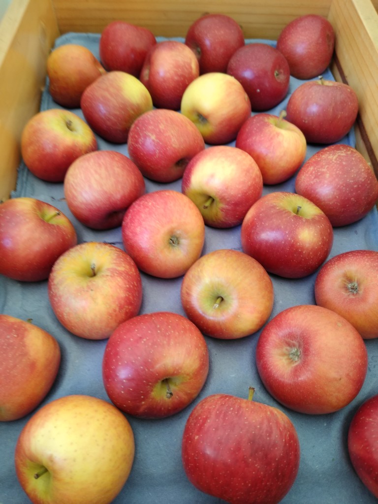 Manzana gala portuguésa
