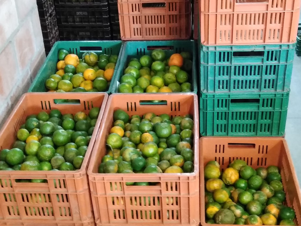Mandarina oneco
