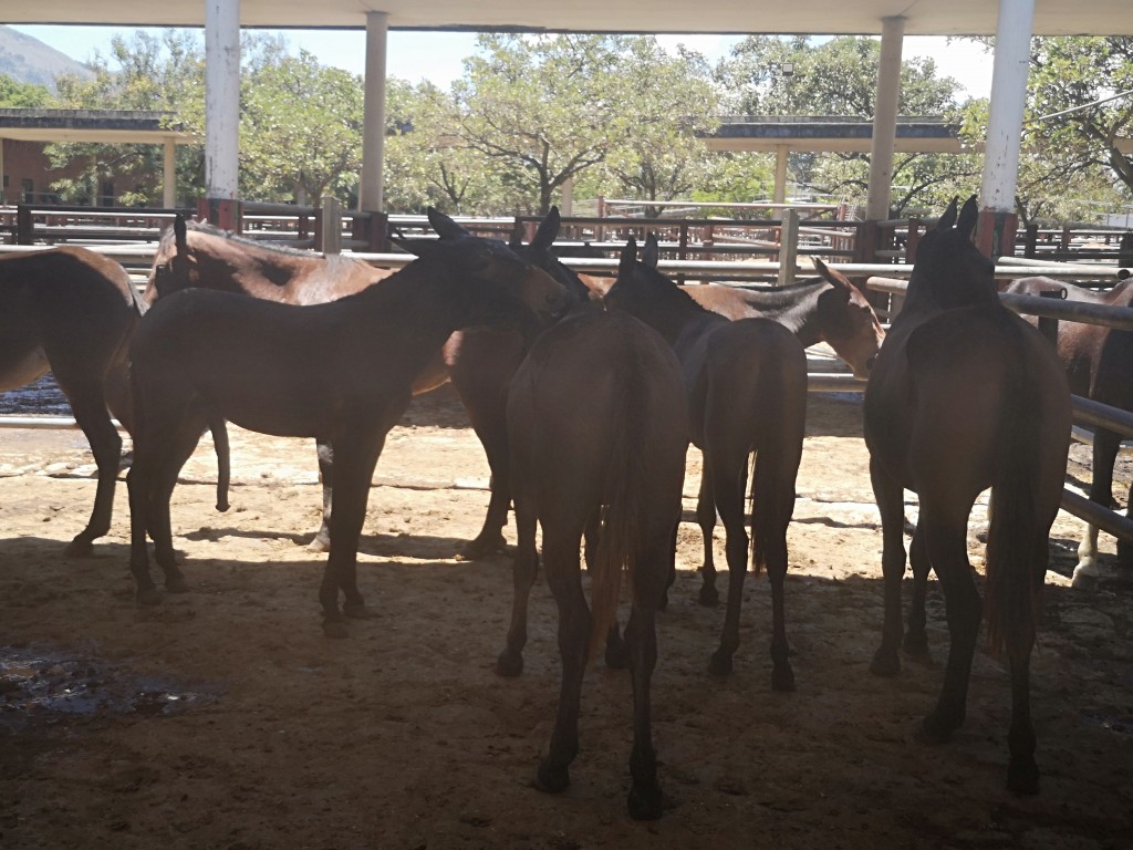 Lote Mulas y Machos cerreros