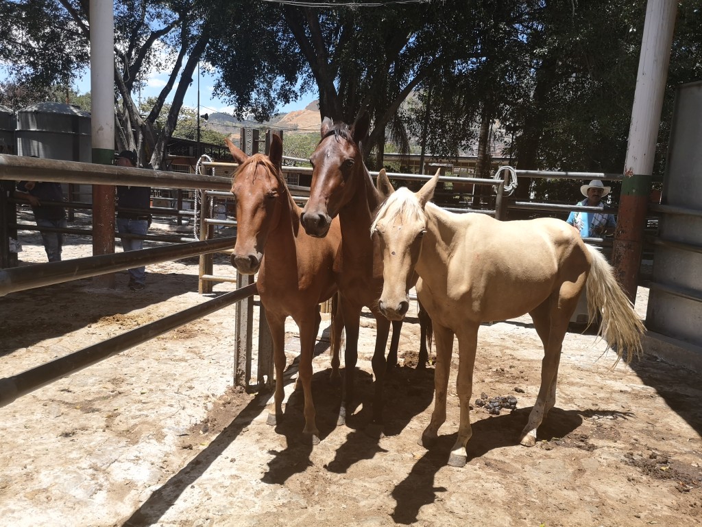 Potrancas y potro isabelino