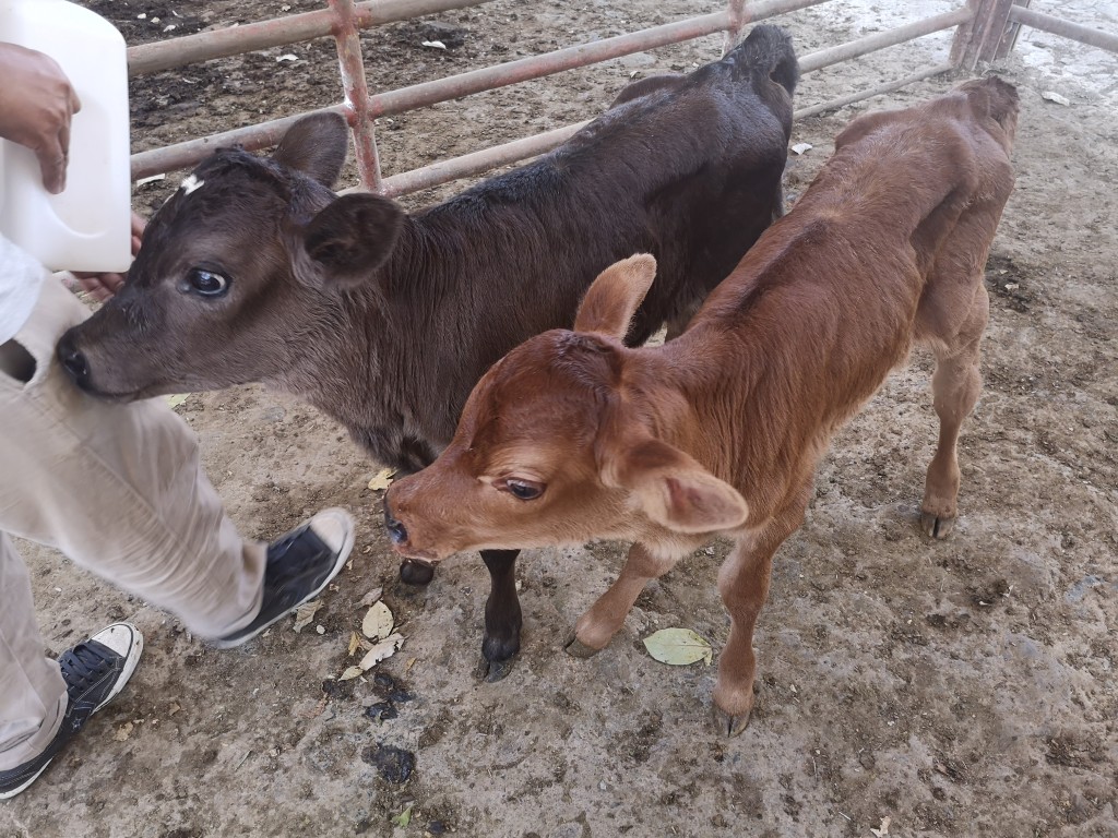Terneras Jerhol /8 días de edad