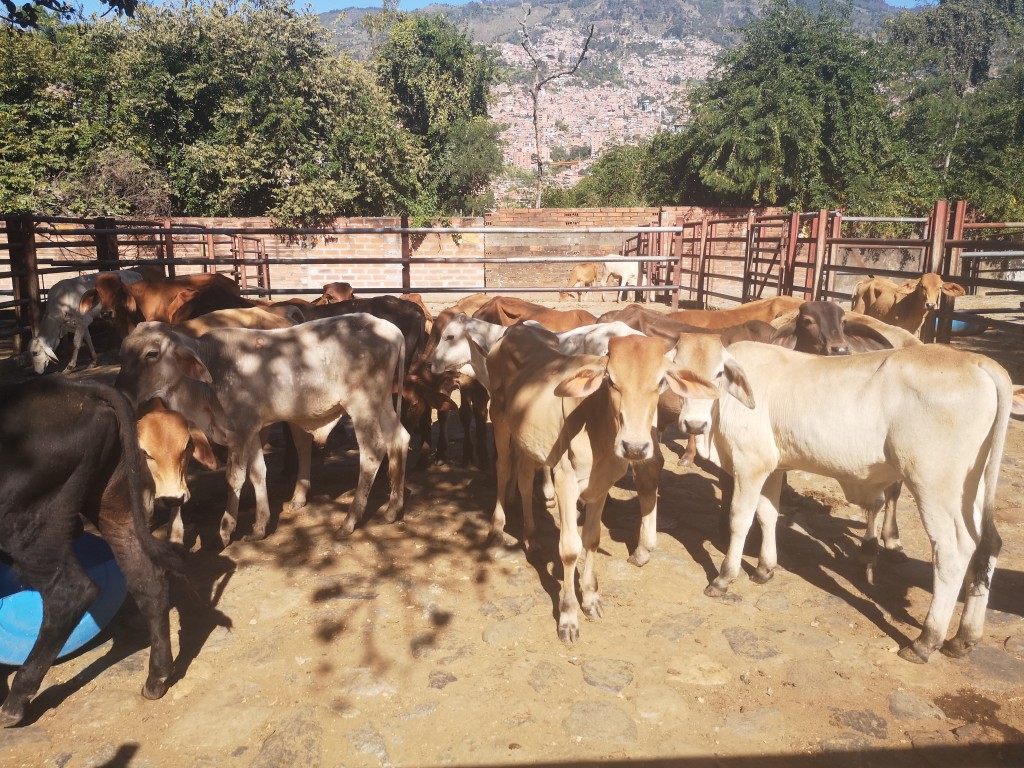 Machos de Levante