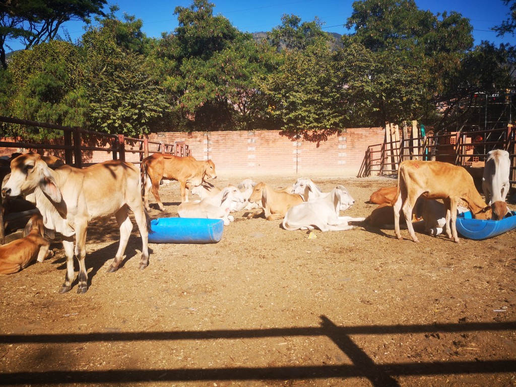 Machos de Levante /Ganado comercial