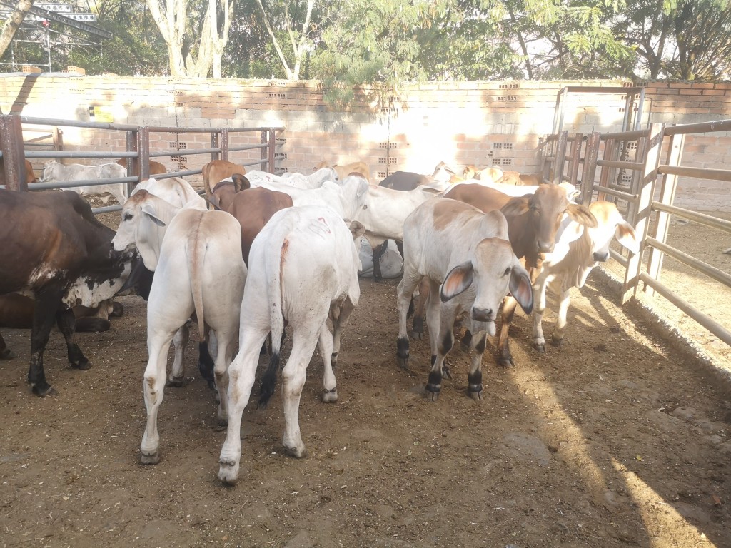 Machos de Levante