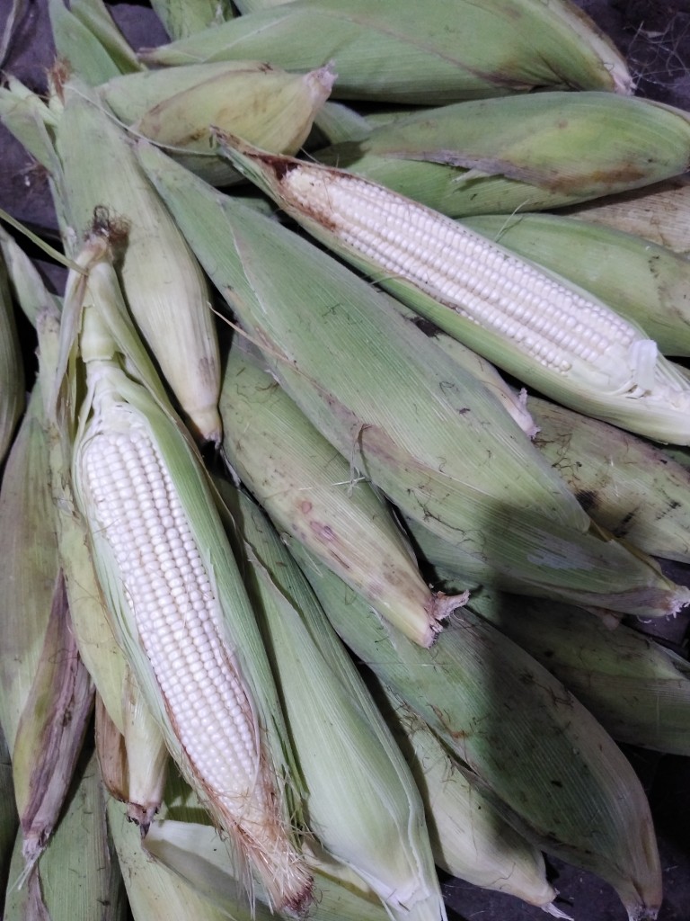 Mazorca blanca