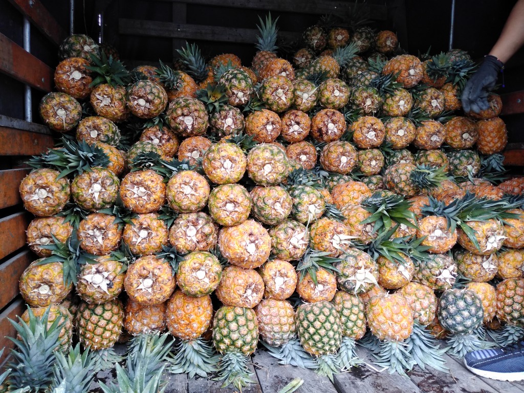 Piña oro miel 2da