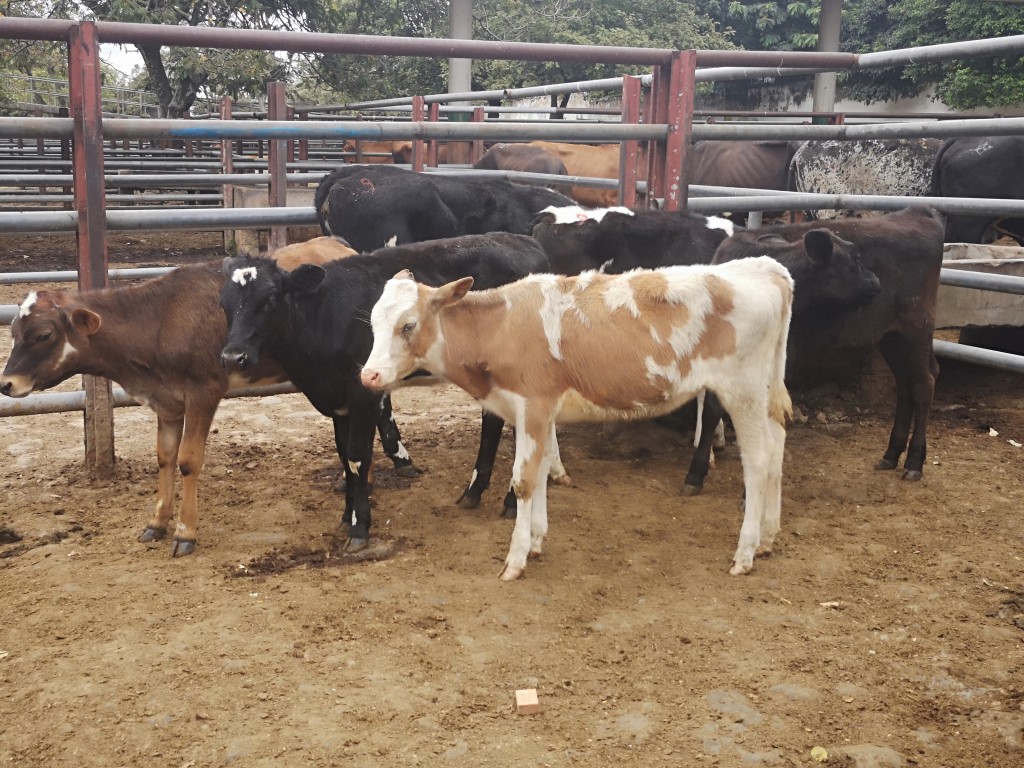 Terneras de levante tipo leche