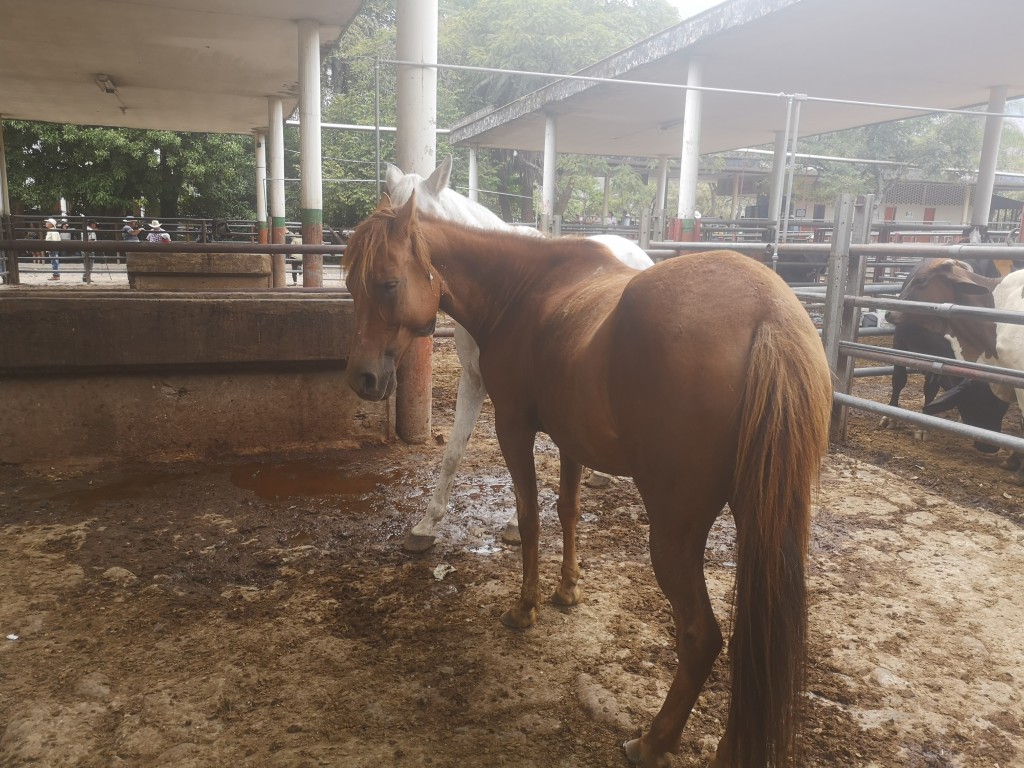 Caballo y yegua de Trabajo