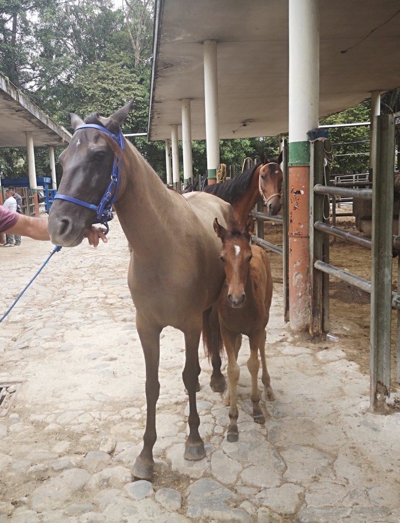 Yegua y Muleto