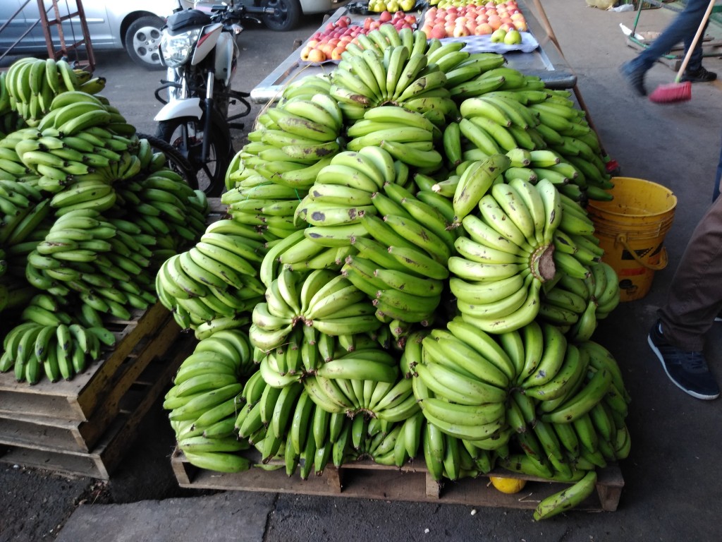 Banano criollo