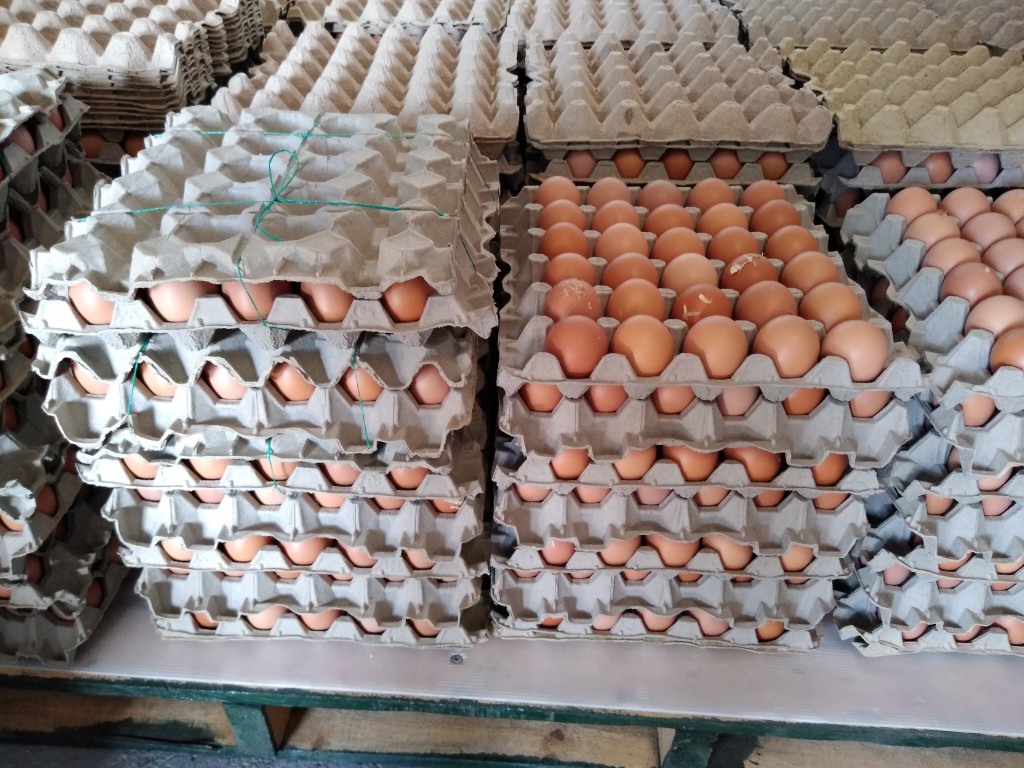 Huevos tipo A