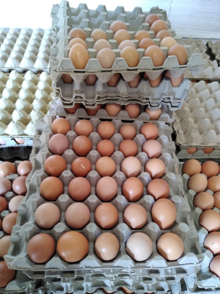 Huevos tipo C
