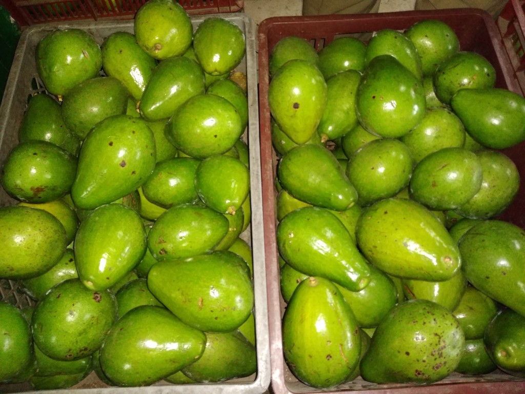 Aguacate papelillo